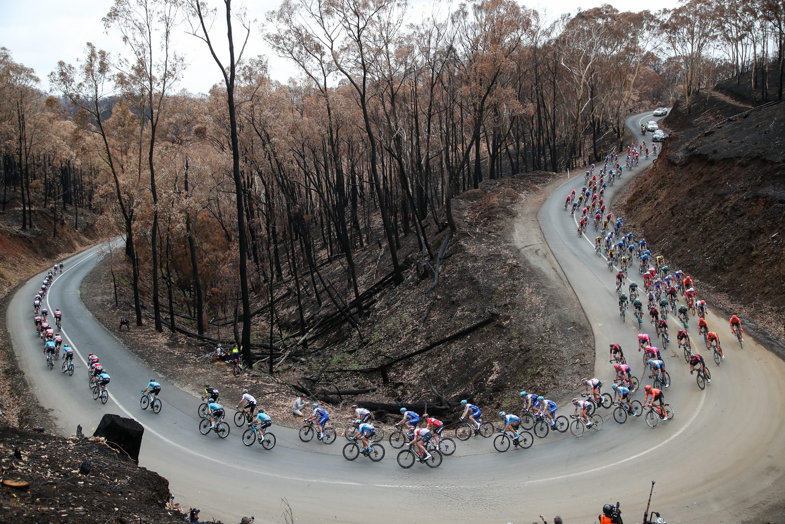 Peleton riding through forest devastated by fire on Fox Creek Road at Subaru Stage 3 from Unley to Paracombe of the 22nd Santos Tour Down Under on January 23, 2020 in Adelaide, Australia.