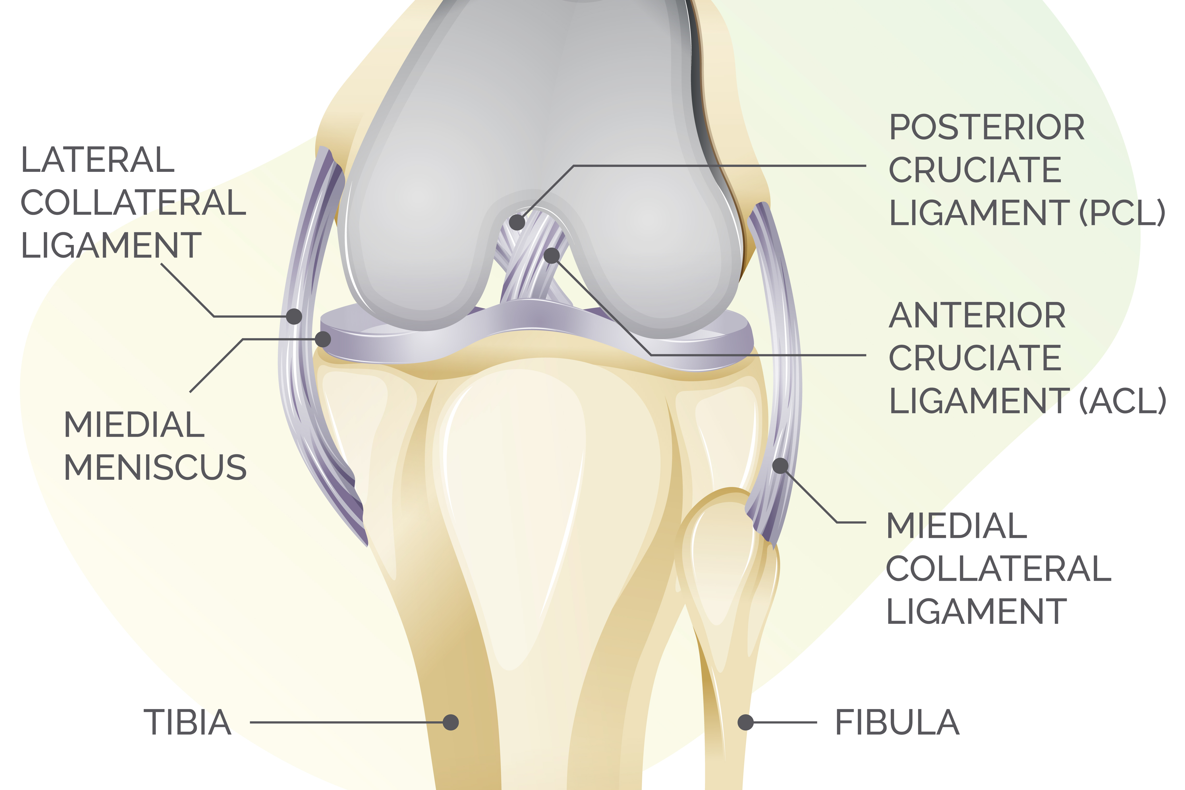 iagram showing knee joint and ligaments. The diagram is labelled clockwise: Laterala collateral ligament; posterior cruciate ligament (PCL); Anterior Cruciate Ligament (ACL); Medial Collateral Ligament; Fibula; Tibia: Medial Meniscus.