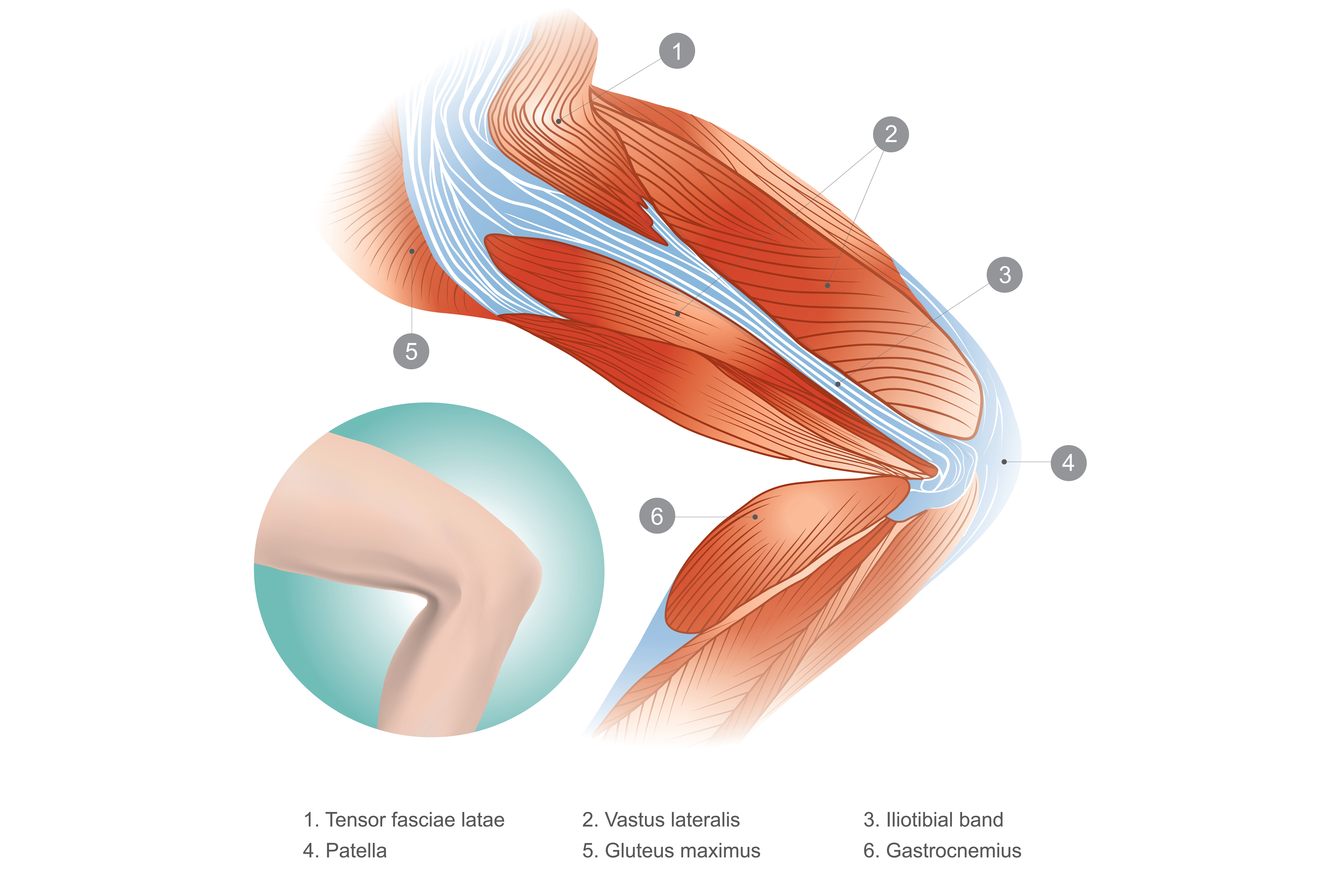 Diagram showing muscles of upper  leg.