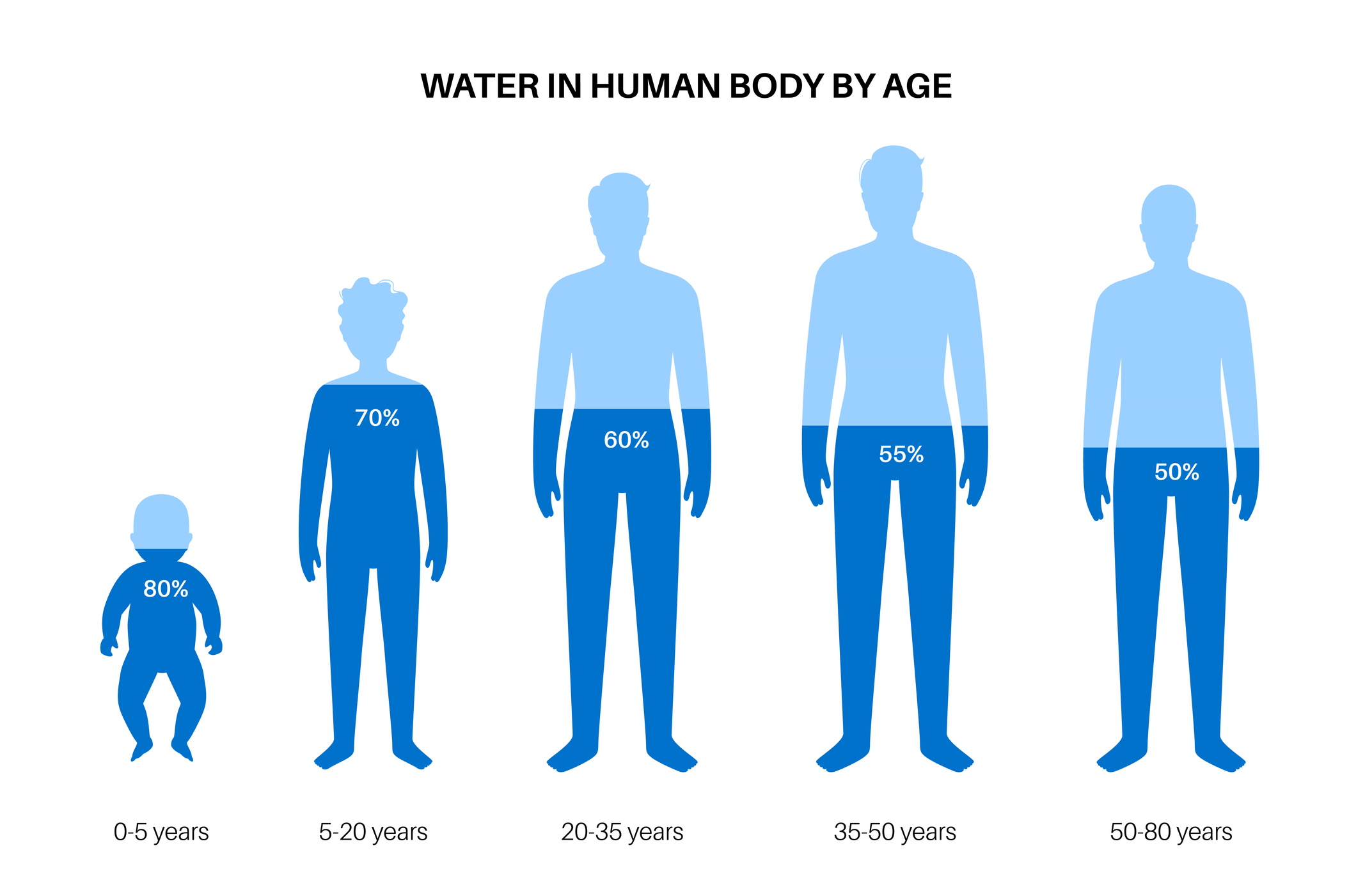 Water body balance by age. H2O level poster. Good metabolism and healthy nutrition concept. Infographic with fluid balance. Male infant, child, and adult men silhouettes flat vector illustration.
